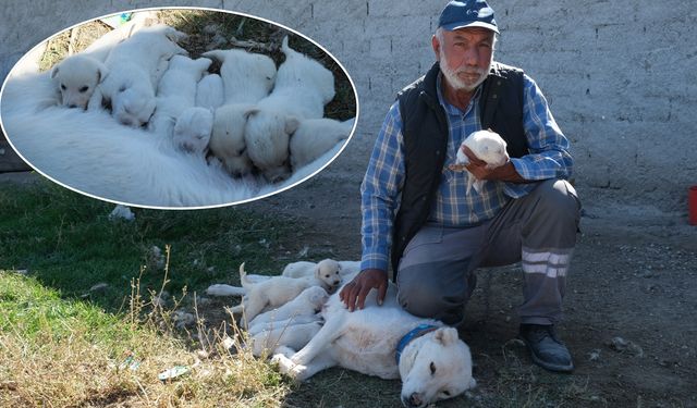 Akbaş köpek annesiz yavruları sahiplendi