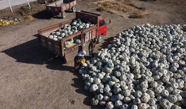 Balkabağı panayırı düzenlenecek