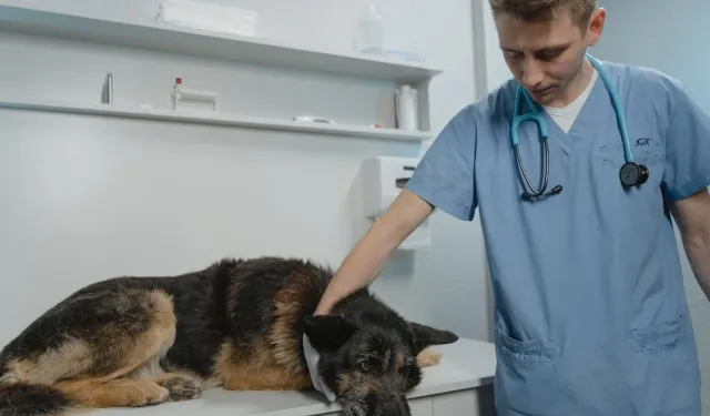 Veteriner Klinik Ekipmanları Nelerdir?