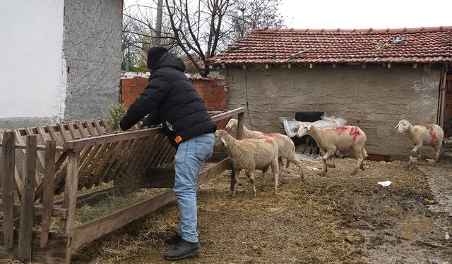  Küçükbaş hayvanlar hak  sahiplerine teslim edildi