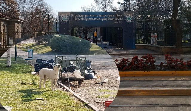 Sokak köpeklerinden parka girmeye korkuyorlar!