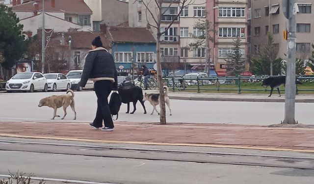 Başıboş köpekler çevreye endişe veriyor