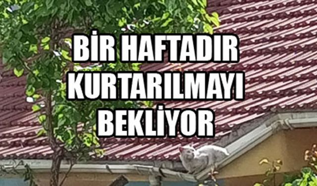 Bir haftadır kurtarılmayı bekliyor