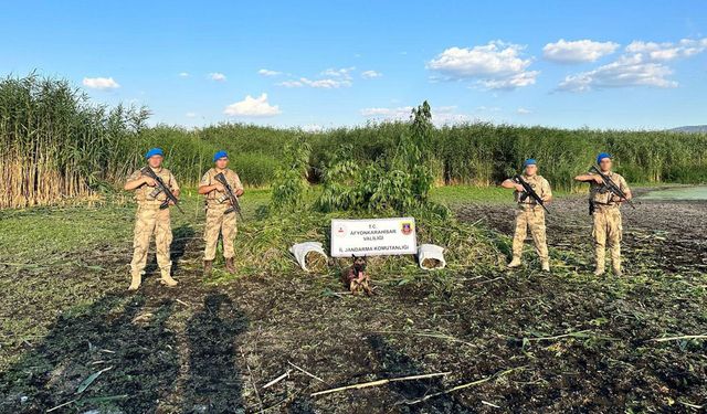 Sazlıkların arasına ekilen  kök keneviri  dron  buldu