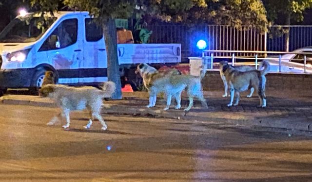 Sürü halinde gezen sokak hayvanları endişeye neden oluyor