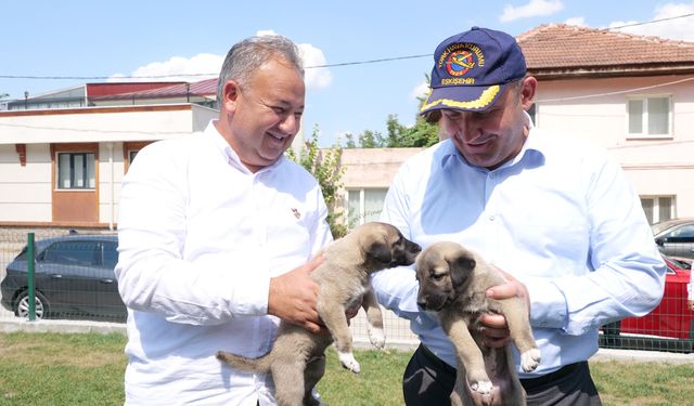 AK Parti: "Sokak hayvanları sorununu çözeriz"