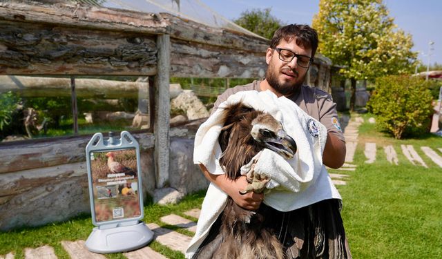 Dünya akbaba günü kutlandı