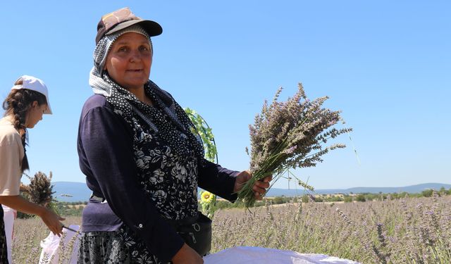 Eskişehir'de lavanta hasadı başladı