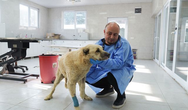 Talihsiz köpek iyileşme sürecinde