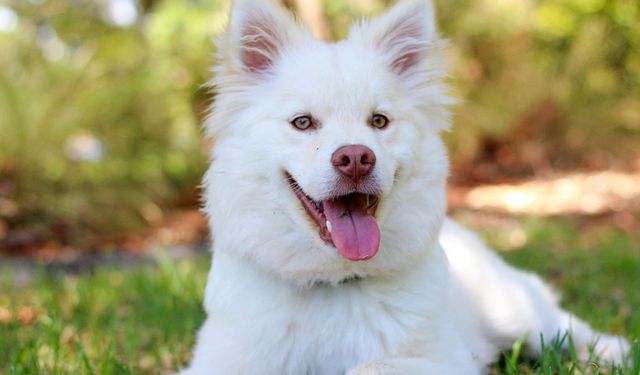 Yaşa Göre En Çok Tercih Edilen Köpek Mamaları