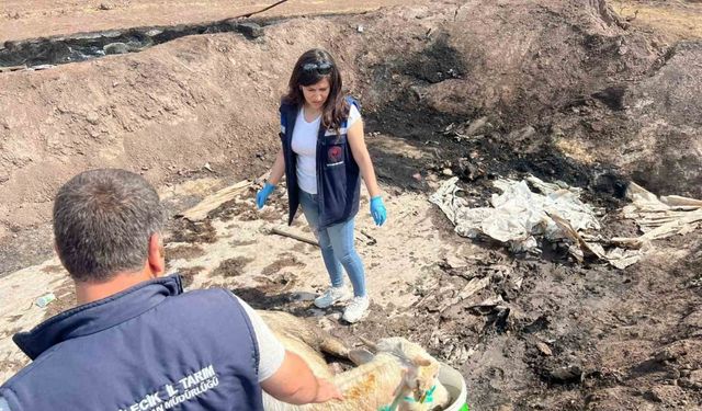 Bilecik’te acı bilanço ortaya çıktı