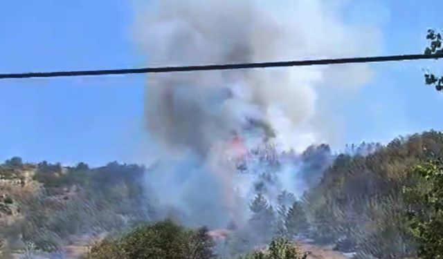 Bilecik'te bir orman yangını daha çıktı