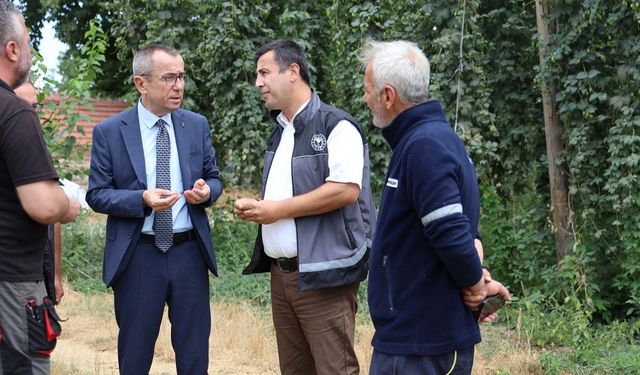 Türkiye’de sadece Pazaryeri’nde yetişiyor