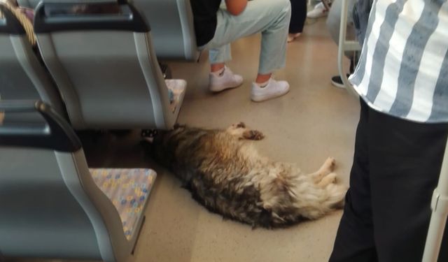 Sıcaktan bunalan köpek tramvaya sığındı