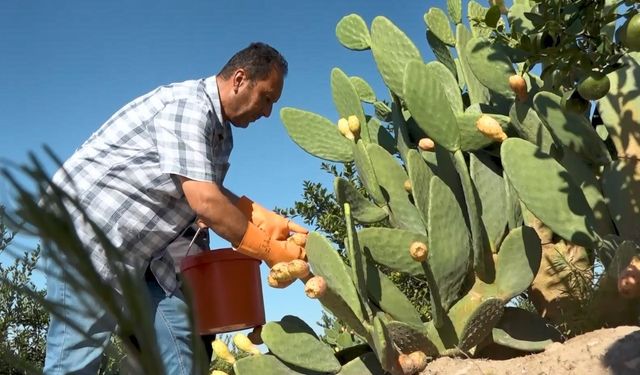 Dikenli incir dondurmaya dönüştü