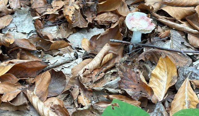 Uzmanından mantar uyarısı: 'Hepsi risk içeriyor'