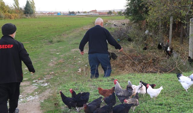 Eskişehir'de o mahalleli, köpekler yüzünden çobanlık yapıyor