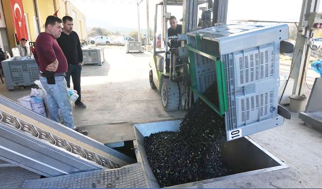 Eskişehir'in Akdeniz'inde zeytinyağının soğuk sıkım yolculuğu