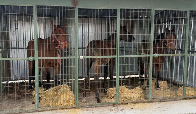 215 kilo kaçak at eti ve 3 canlı at ele geçirildi