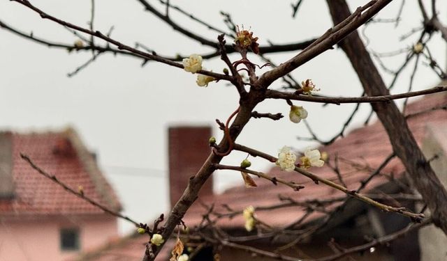 Eskişehir’de kayısı ağacı Aralık ayında çiçek açtı