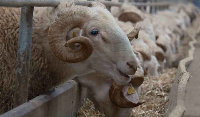 Türkiye'nin en değerli koçları rekor fiyatlara satılıyor