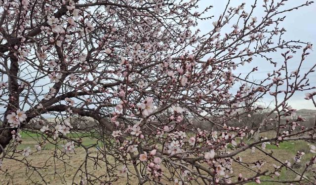 Yalancı bahara aldanan ağaçlar erkenden çiçek açtı