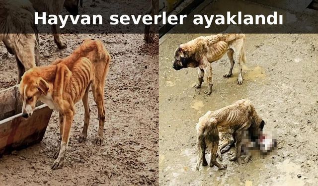 Bozüyük Belediyesi'ne ait barınakta aç kalan köpekler birbirini yedi