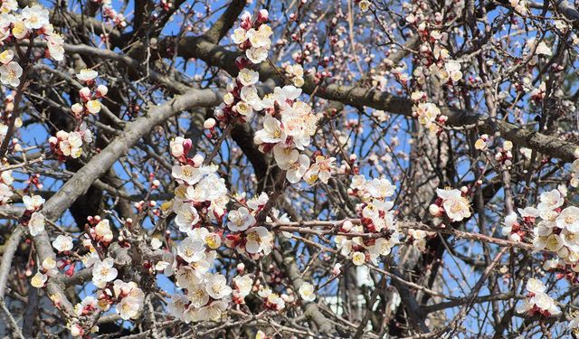 Eskişehir'e bahar erken geldi
