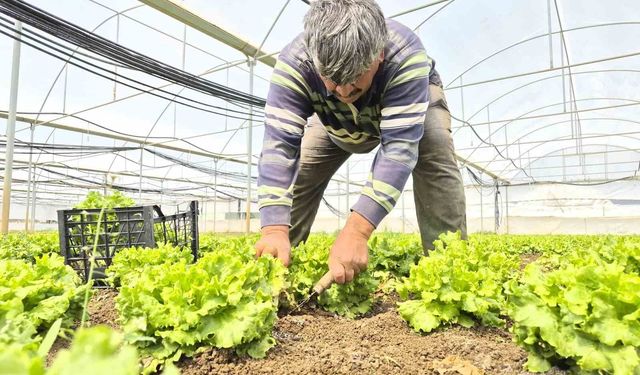 Tarlada ortalama 15 TL olan marul tezgahlarda 100 TL'ye satılıyor