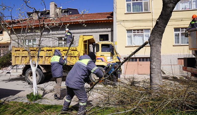 Tepebaşı’nda budama çalışmaları sürüyor