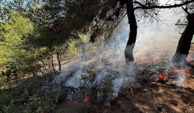 Bilecik'te ormanlık alanda yangın çıktı