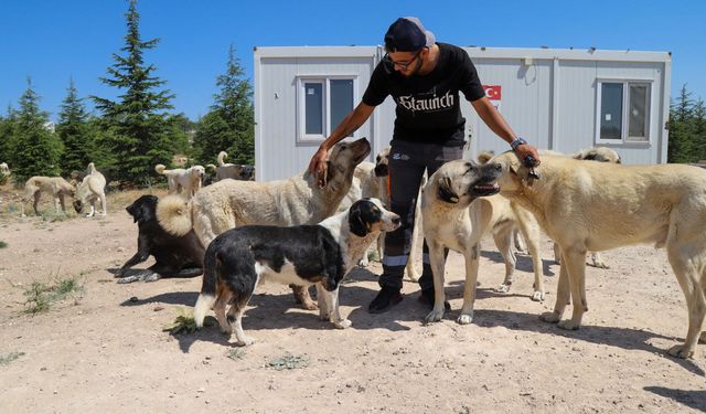 5 Bin Köpek Kapasiteli Yeni Yaşam Alanı