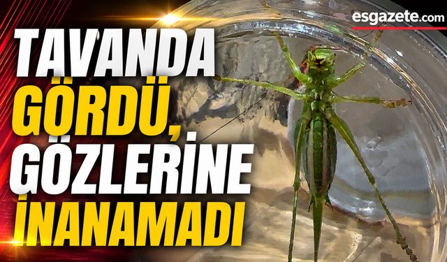 Dev Çekirgeler Eskişehir’de Ortaya Çıktı