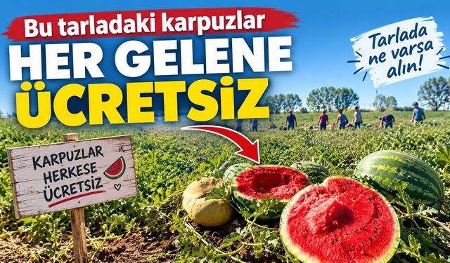 Bu tarladaki karpuzlar her gelene ücretsiz