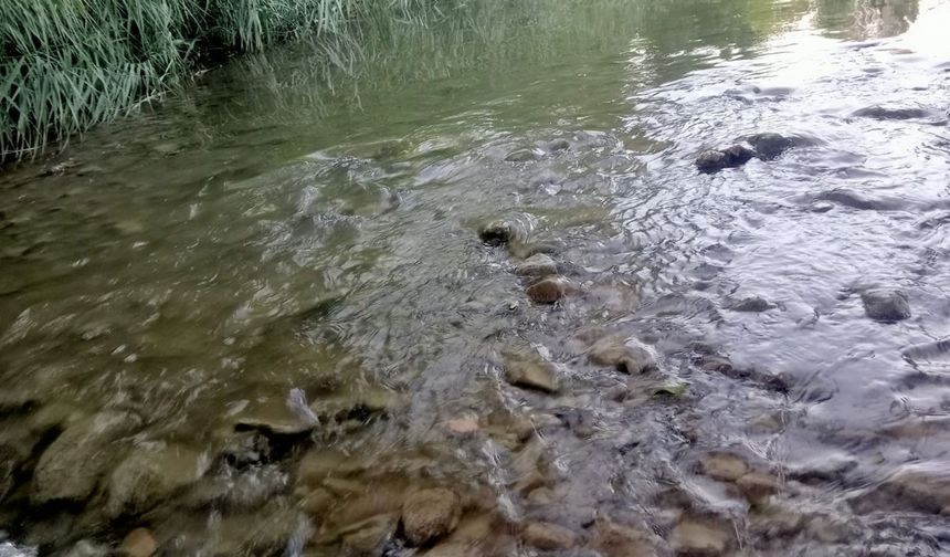 Gediz nehrinde balık ölümleri endişelendiriyor