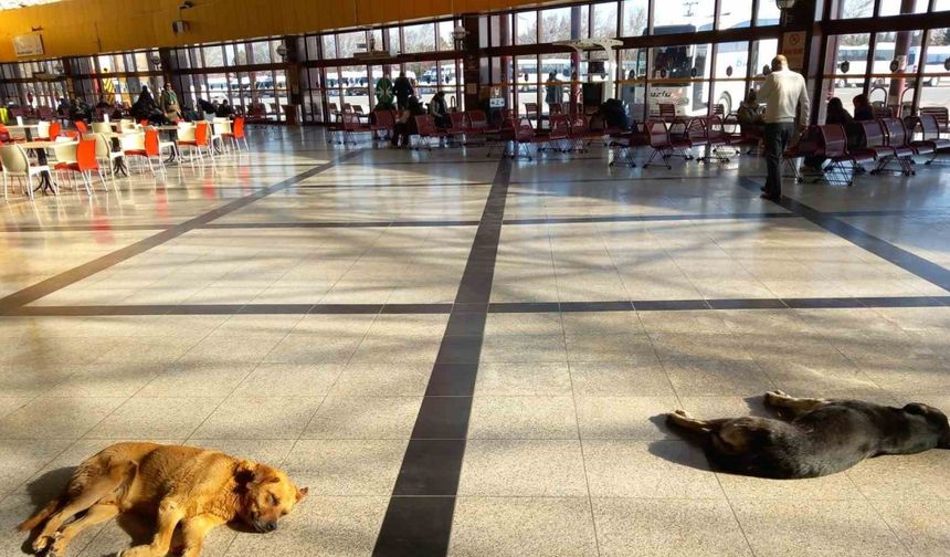 Eskişehir’de soğukta üşüyen sevimli köpekler ısınmak için otogara sığındı