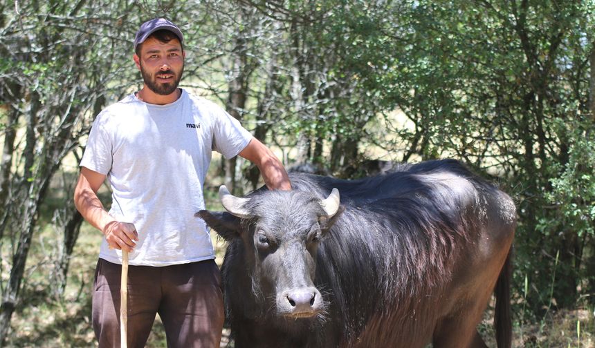 İnönü sütünün lezzet sırrı buymuş