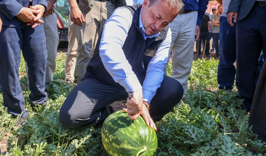 Osmaneli karpuzu bu yıl üreticiyi güldürmedi