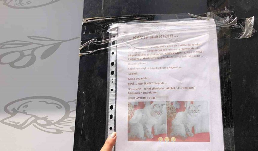 Sokak sokak kaybolan kedisini aradı