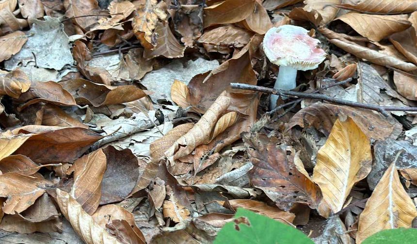 Uzmanından mantar uyarısı: 'Hepsi risk içeriyor'