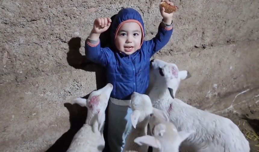 Eskişehir'de 3 yaşındaki çocuk kuzuların arasında kalınca...