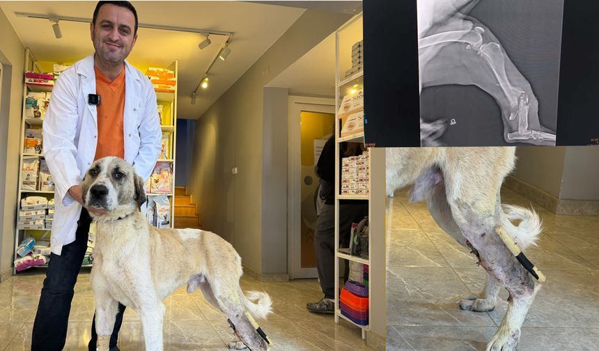 Eskişehir'de yaşama tutunan köpeğe  Herkül adı verildi