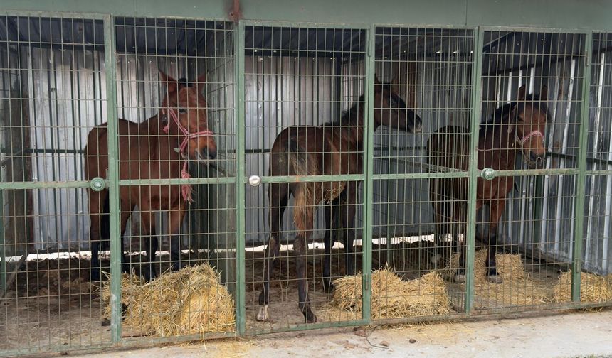 215 kilo kaçak at eti ve 3 canlı at ele geçirildi