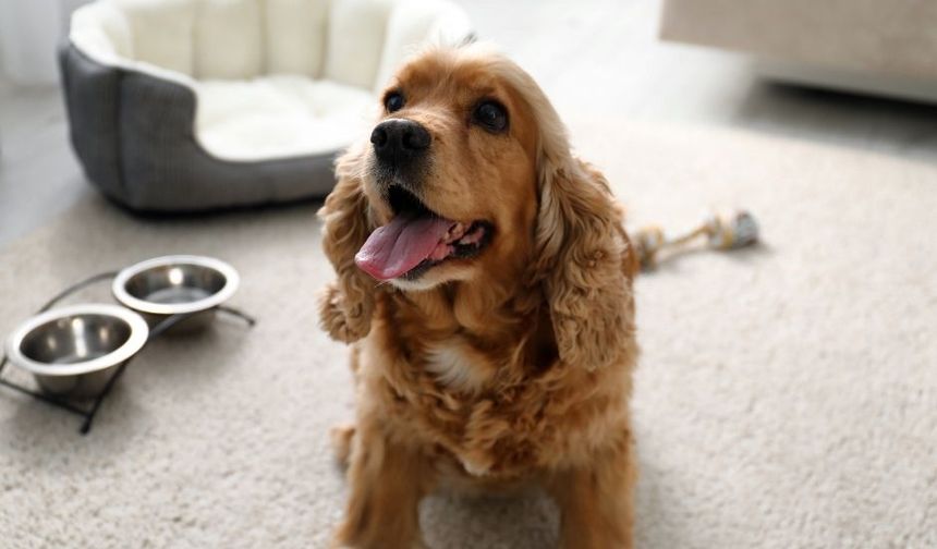 Ankara Pet Kuaför Hizmetleriyle Tanışın