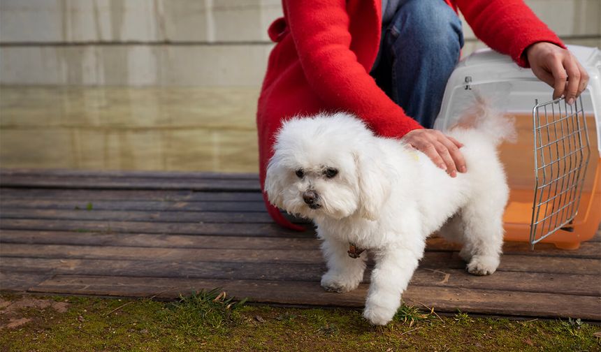 Maltipoo Fiyatlarını Etkileyen Faktörler