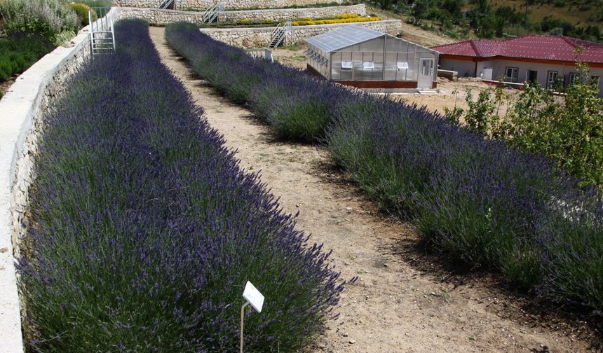 Türkiye'nin en zengin tıbbi aromatik merkezi Eskişehir'de