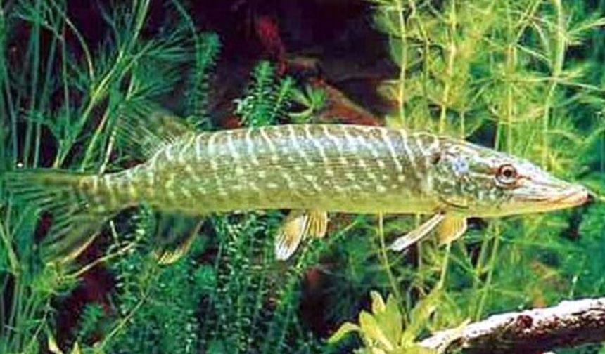 Turna Balığı Avı 15 Aralık İtibarıyla Yasaklandı