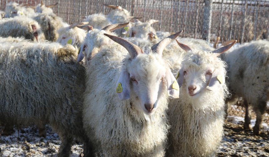 1200 Ankara keçisi onlara emanet