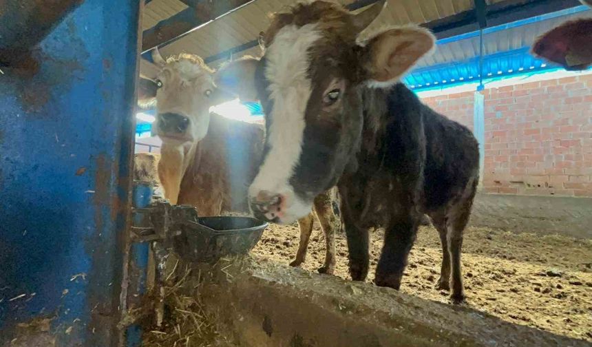 Besiciler donan su şebeklerini açmak için uğraşıyor