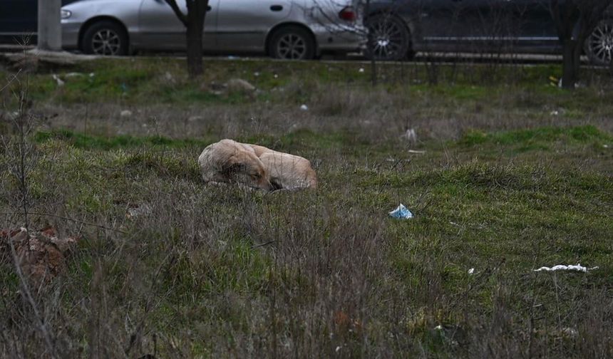 Eskişehir'de toplanmayan başıboş köpekler tedirgin ediyor